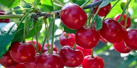 Sadnja trešanja na uralu: jesen, proljeće i ljeto, pravila njege